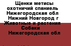 Щенки метисы охотничий спаниель - Нижегородская обл., Нижний Новгород г. Животные и растения » Собаки   . Нижегородская обл.